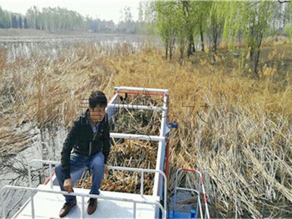 蘆葦草收割現(xiàn)場(chǎng)